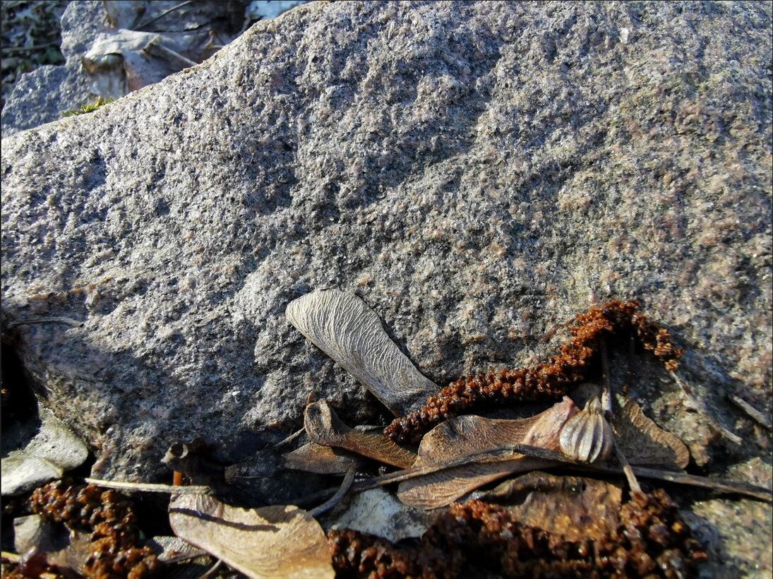 Gesteinsstück von Granulit mit frischer Anschlagfläche auf der Ahorn- und Erlenfrüchte liegen.