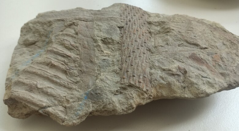 Fayolia sterzeliana mit einem Lepidodendronstamm