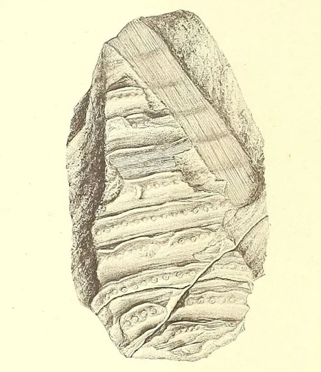 Fayolia sterzeliana aus Borna