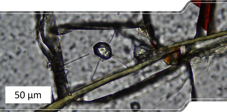 Ultrahochdruck-Gneis mit Mikrodiamanteinschluss in Granat