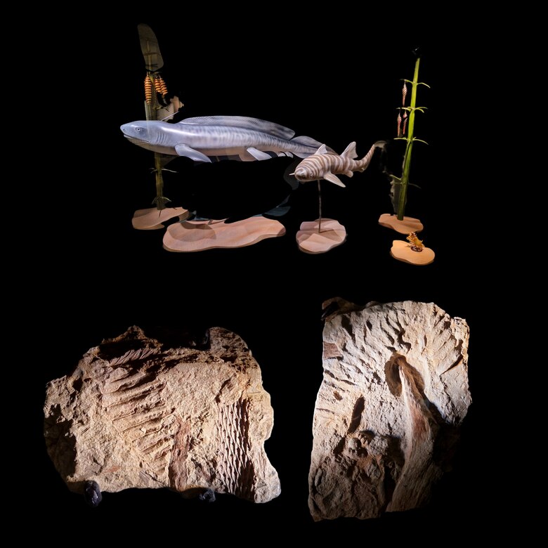 Modell der Süßwasserhaie und Eikapseln Fayolia sterzeliana