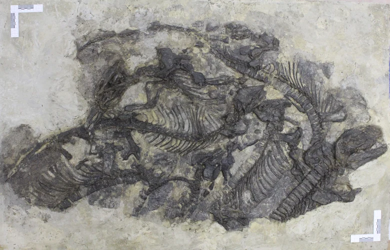 Freitaler Saurierplatte mit Pantelosaurus saxonicus