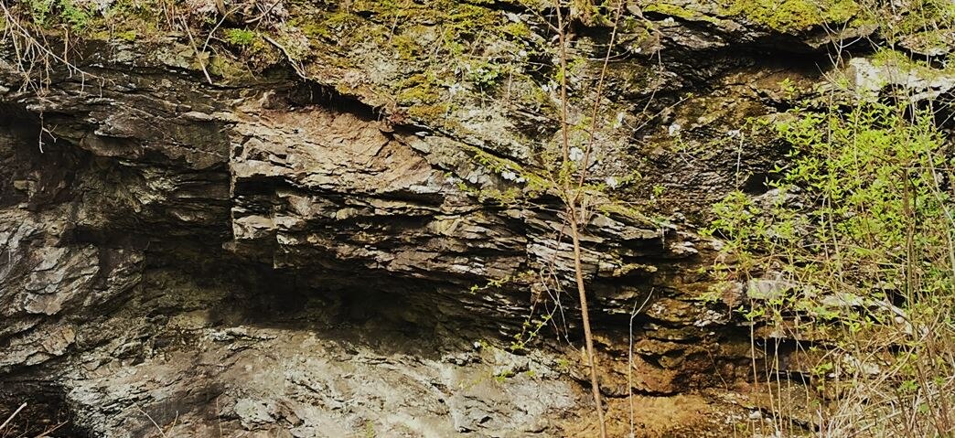 Scherband von Phyllit in Kalkstein