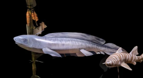 Modell der ausgestorbenen Süßwasserhaie mit Eikapseln