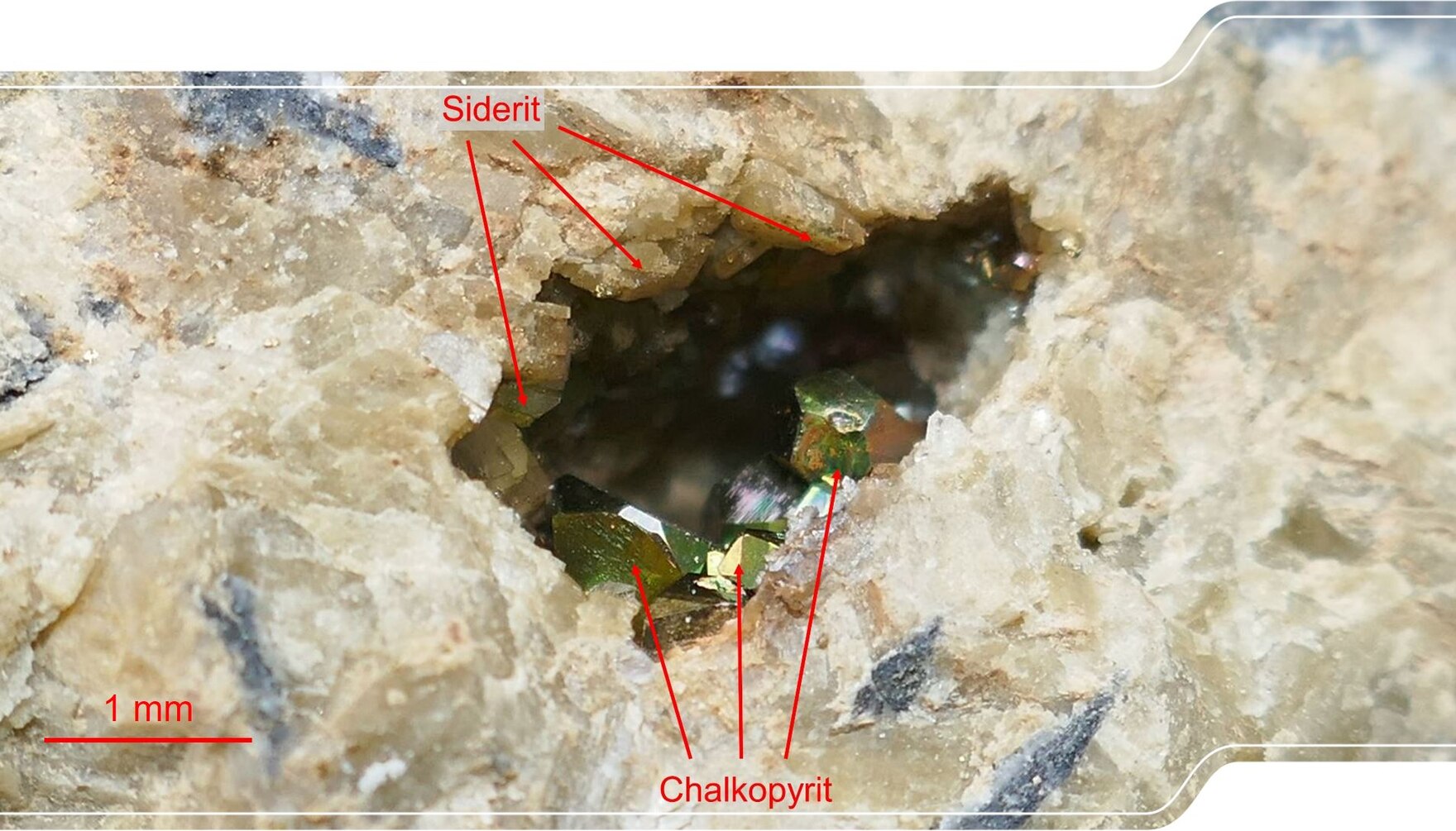 In einer überwiegend aus Siderit bestehenden Gangmasse hat sich eine kleine Druse mit frei stehenden Chalkopyrit-Kristallen entwickelt.
