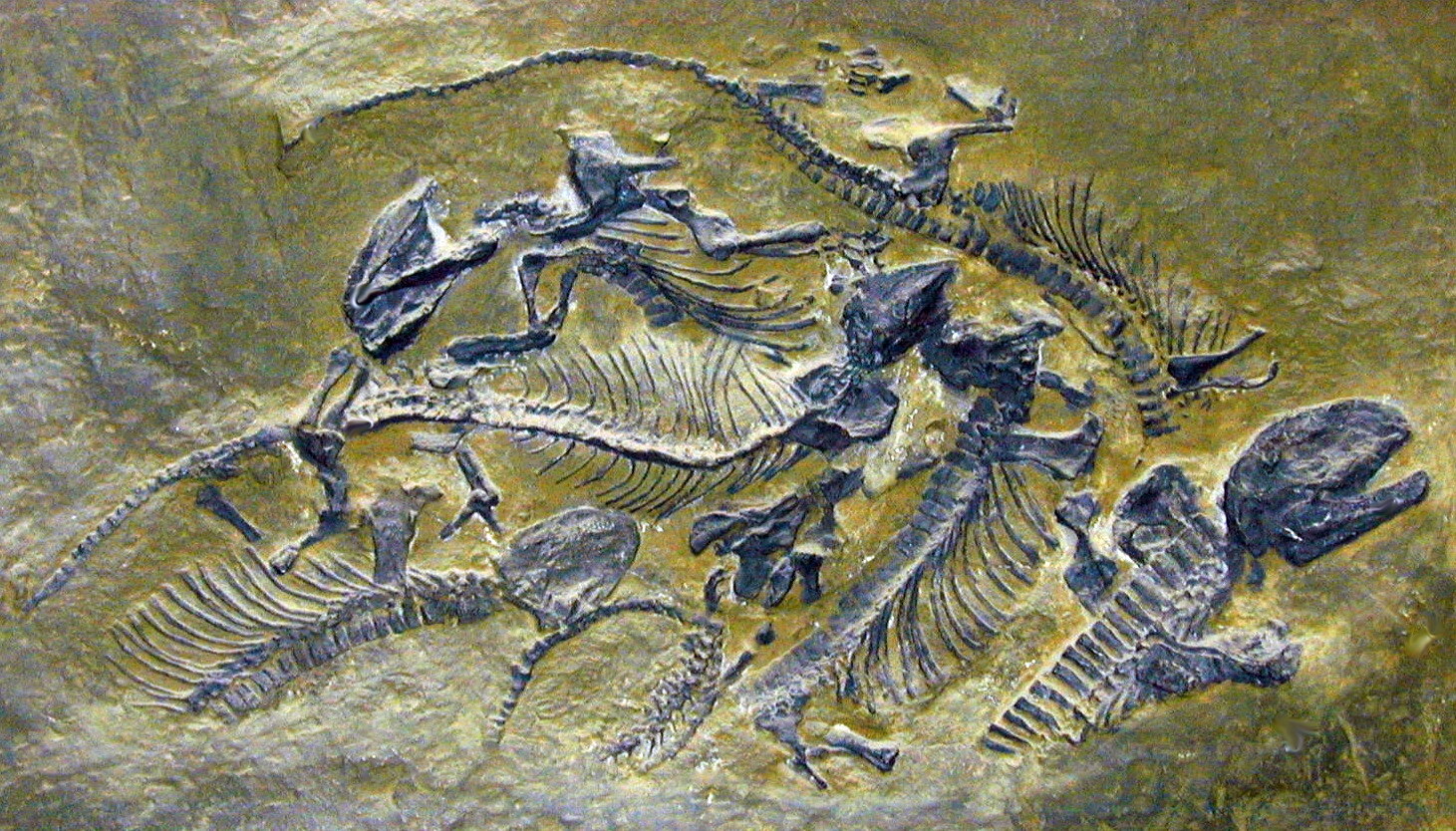 Foto der Saurierplatte aus der Döhlen-Formation.