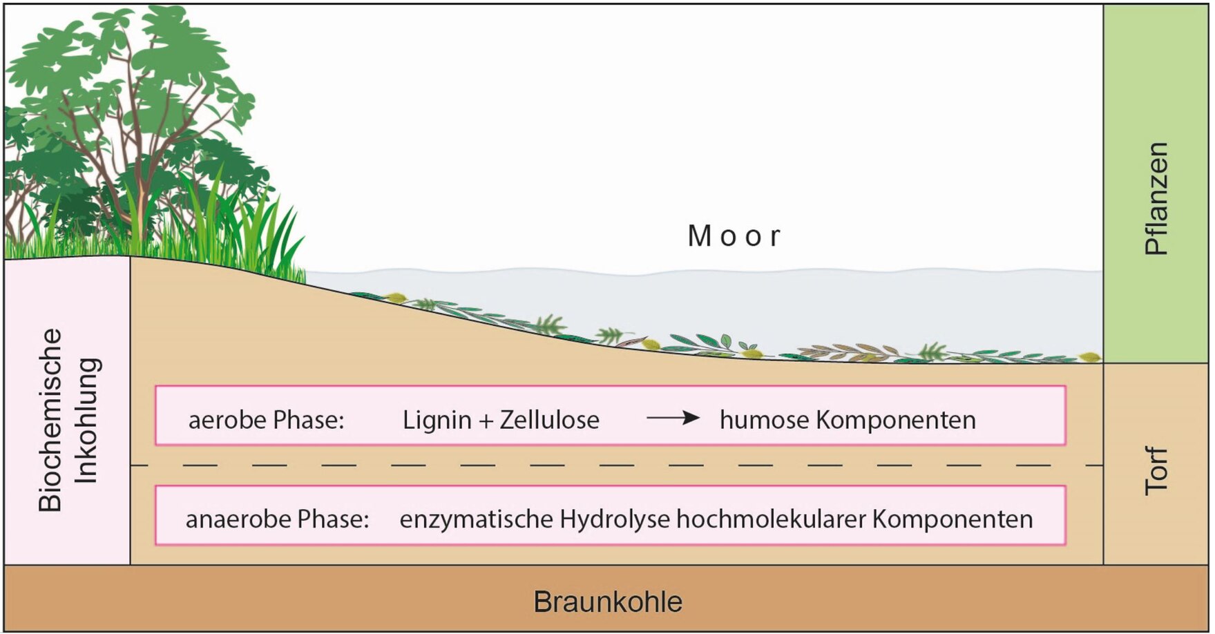 In Mooren bildet sich zunächst Torf durch mechanische Aufarbeitung toten Pflanzenmaterials. Der Übergang zur Braunkohle erfolgt durch mikrobielle Prozesse innerhalb des Torfkörpers und wird als biochemische Inkohlung bezeichnet.