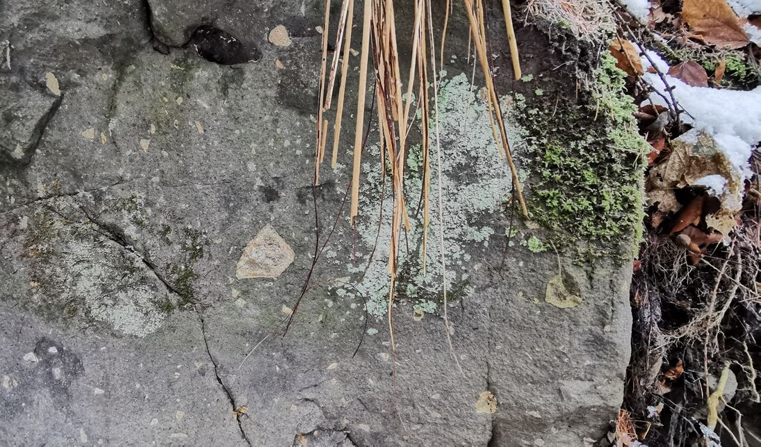 Die vulkanischen Gesteine in einem Schlot enthalten häufig Bruchstücke des Umgebungsgesteins. Hier sind helle, eckige Einsprenglinge des quarzarmen Rhyoliths zu sehen, eines Gesteins, welches unterhalb des Ascherhübels im Tharandter Wald anzutreffen ist u