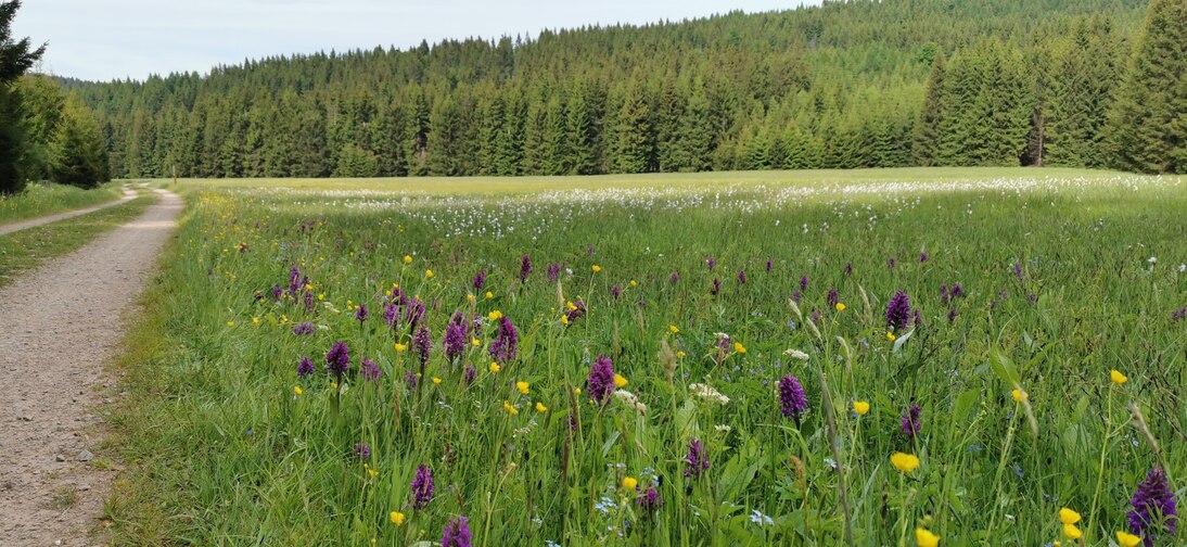 In Talauen mit ihren typischen Auensedimenten und -böden bildet sich eine spezielle Vegetation aus, die sich von jener der umliegenden Talflanken unterscheidet.