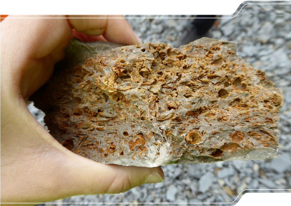 Das Bild zeigt ein geologisches Handstück von Muschelkalk.