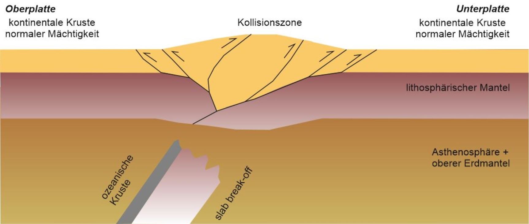 Aufbau einer kontinentalen Kollisionszone im Querscxhnitt