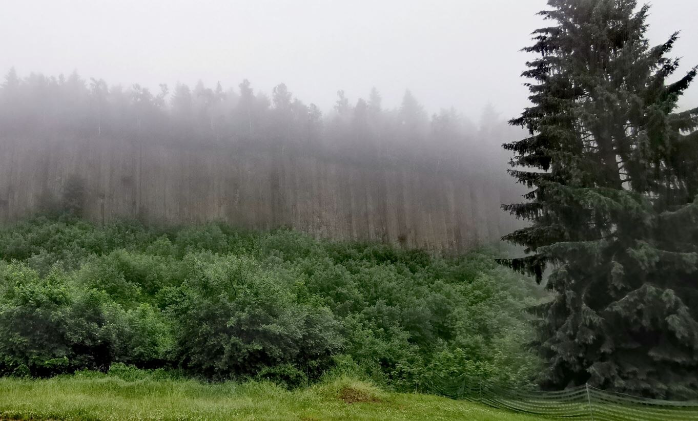 Die Orgelpfeifen des Scheibenbergs: Neben der senkrechten Stellung der Säulen deuten tertiäre Sande im Liegenden darauf hin, dass es sich um den Teil eines Lavaflusses handelt.