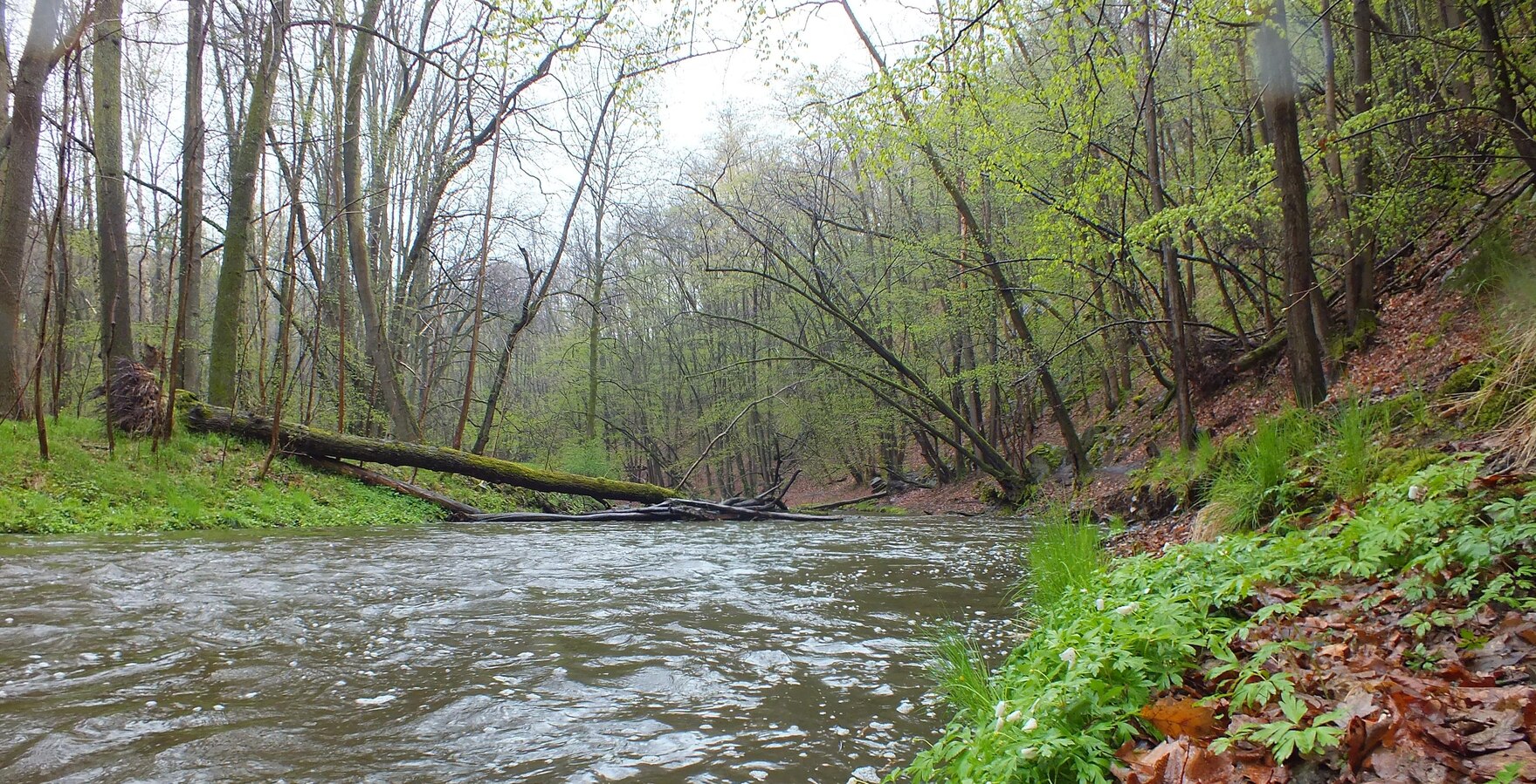 Flusslauf im Buchenwald.