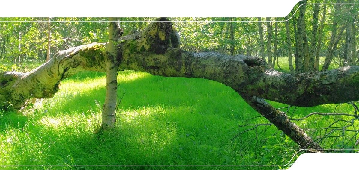 Umgefallene Birke in einem Birkenwäldchen im Moor.