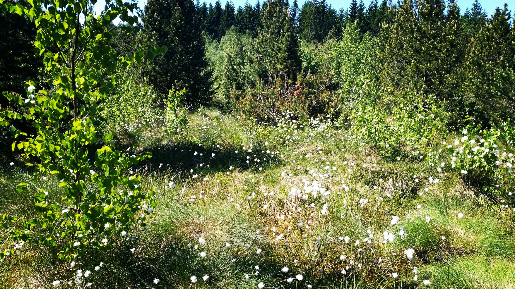 Landschaftaufnahme des Moores mit Wollgras.