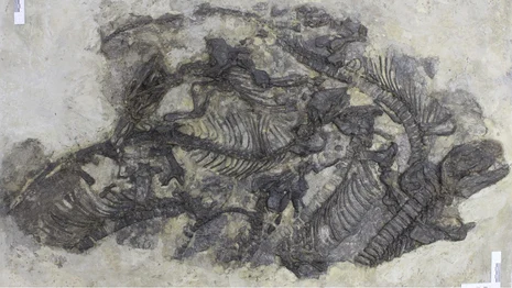 Freitaler Saurierplatte mit Pantelosaurus saxonicus Freitaler Saurierplatte mit Pantelosaurus saxonicus