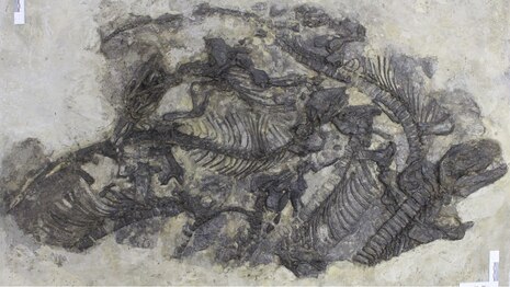 Freitaler Saurierplatte mit Pantelosaurus saxonicus