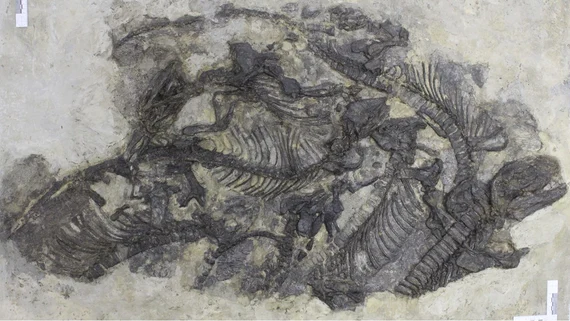 Freitaler Saurierplatte mit Pantelosaurus saxonicus
