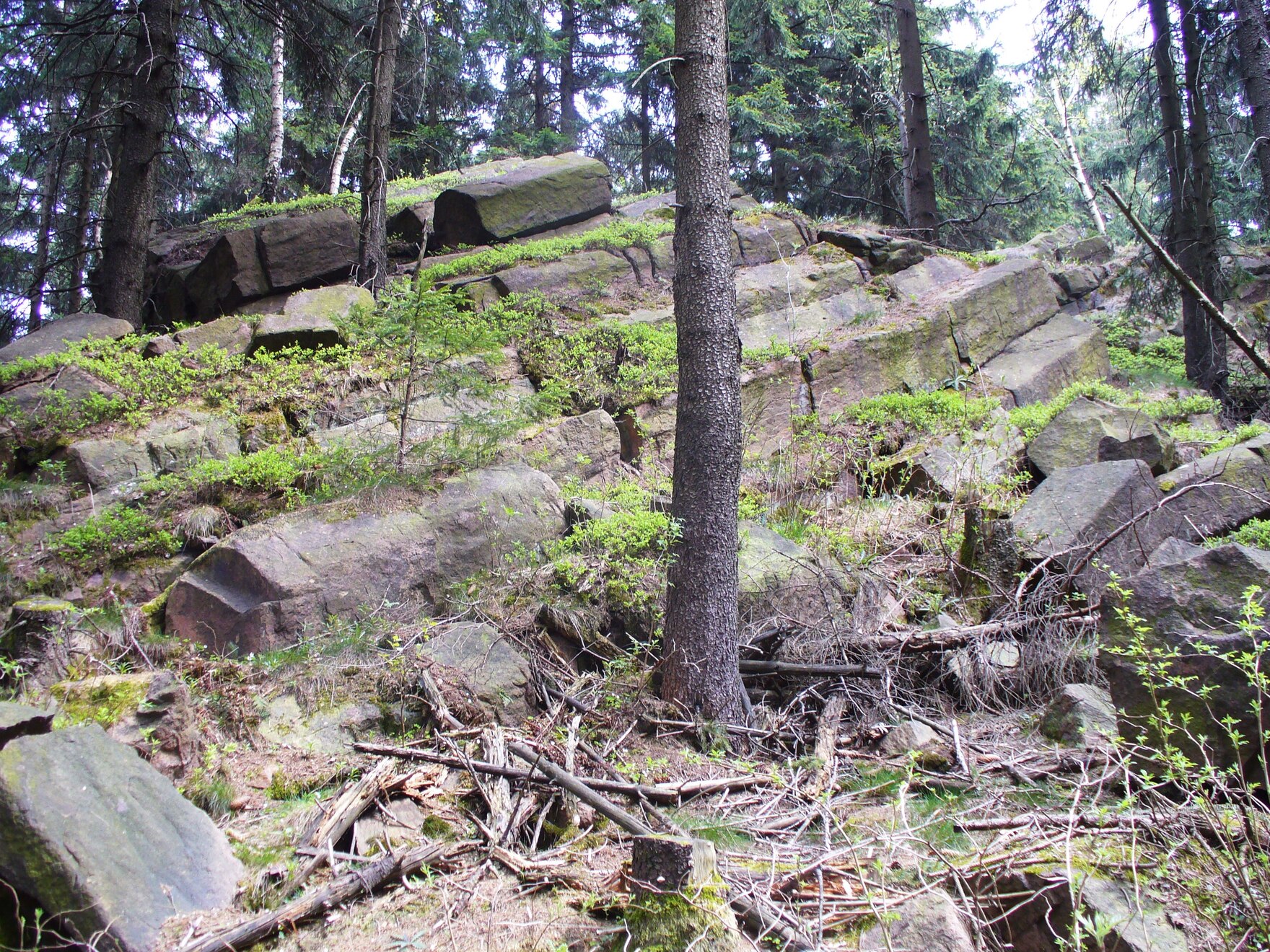 Aufschlussfoto des Schönfeld-Rhyoliths im wald mit liegenden Säulen.