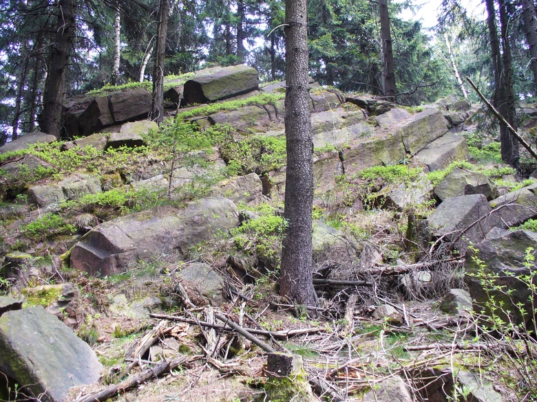 Aufschlussfoto des Schönfeld-Rhyoliths im wald mit liegenden Säulen.