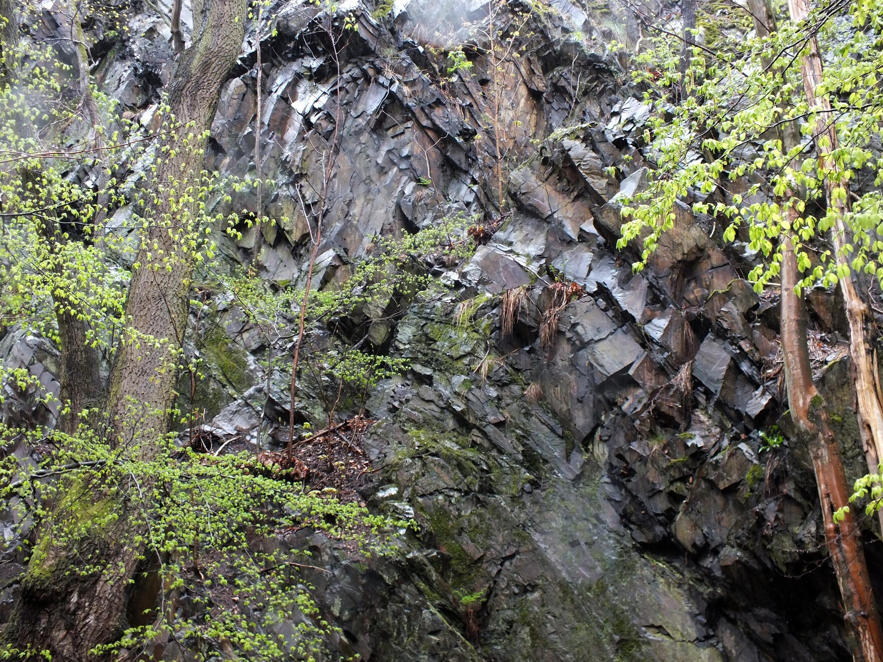 Aufschluss von Grauwacke am Teufelsfelsen