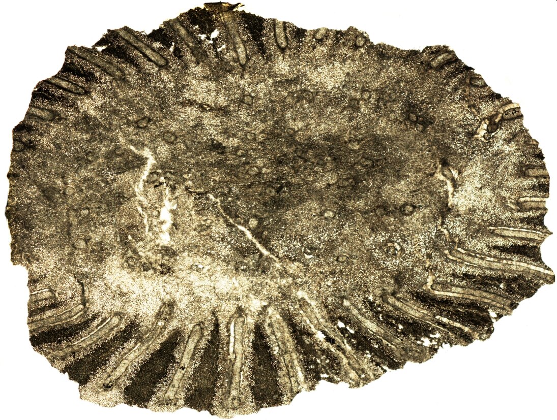 Das Bild zeigt den Querschnitt durch das Stämmchen eines fossilen Farns.